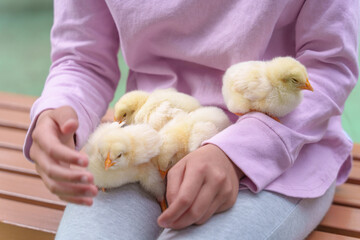 女の子の膝の上にいる可愛いヒヨコたち © nukopic