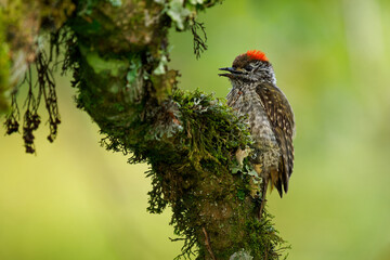 Cardinal Woodpecker - Chloropicus Dendropicos fuscescens common resident bird in much of sub-Saharan Africa, from dense forest to thorn bush, on the green background - 779025341