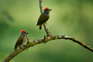 Cardinal Woodpecker - Chloropicus Dendropicos fuscescens common resident bird in much of sub-Saharan Africa, from dense forest to thorn bush, on the green background - 779025593