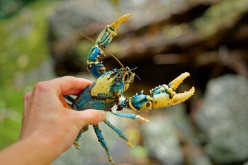 Lamington crayfish - Euastacus sulcatus freshwater crayfish or 