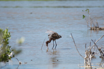 Garza rojiza en medio de la laguna