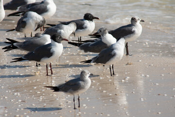 Seagull in the beach standing in calm