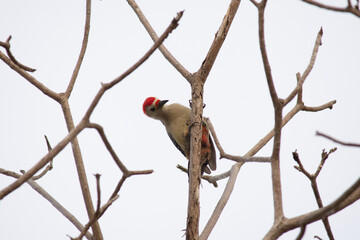 Woodpecker standing on a branch and working