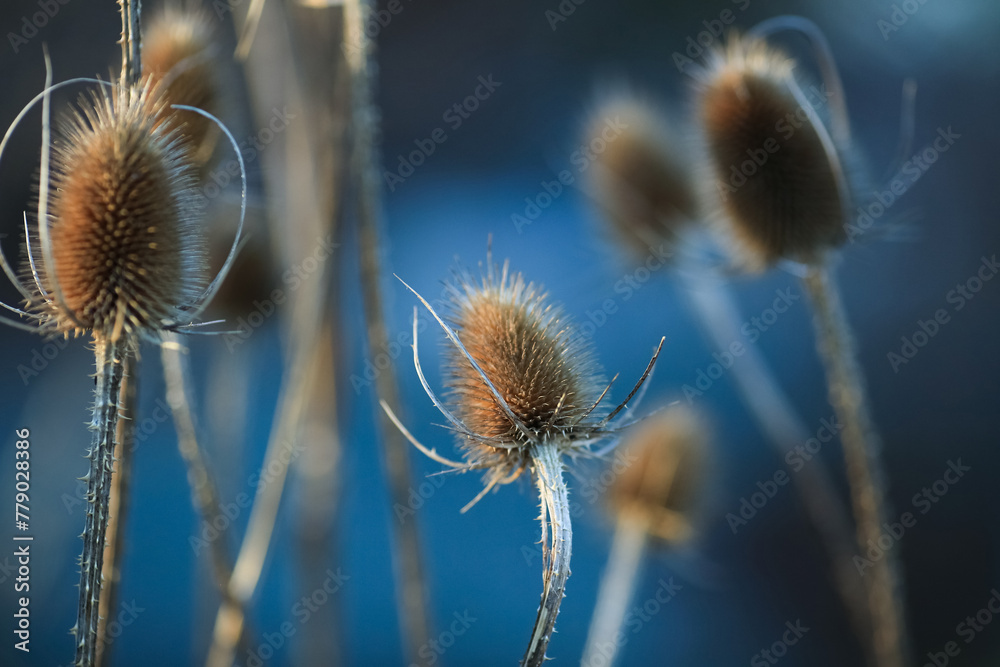 Canvas Prints Last year`s flowers