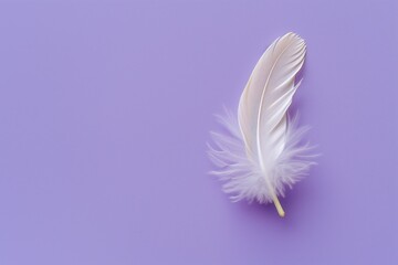 A lone feather delicately placed on a soft lavender background
