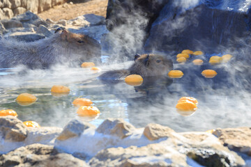 柚子の浮いた温泉に浸かるカピバラ