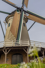Dutch windmill and flowers