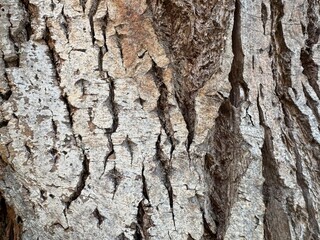 Detail of wood grain on a tree
