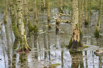 Bumps in the swamp among the trees.