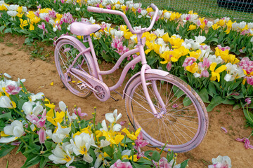 Old bicycle in a tulip field