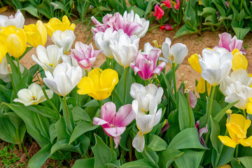 Pastel color tulips in a farm field