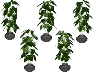 vector design sketch illustration of a beautiful, broad-leaved ornamental plant in a pot for home interior decoration