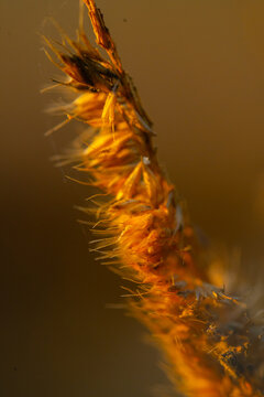 Authentic macro close up of a bristly Southern Sandbur grass head in a wild field in Vietnam
