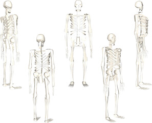 illustration sketch design vector drawing of standing primate skull skeleton