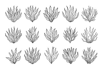 Set of algae or coral reefs. Collection of underwater plants. Set of seaweed icons. Sketch, illustration. Vector - obrazy, fototapety, plakaty