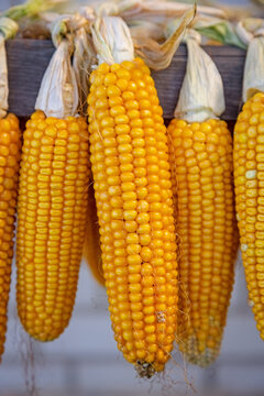 Raw corn cobs