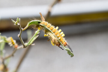 The cocoa tussock moth caterpillar.