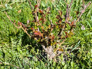 Rose sprouts on pruned branches in early spring. Cultivation of roses