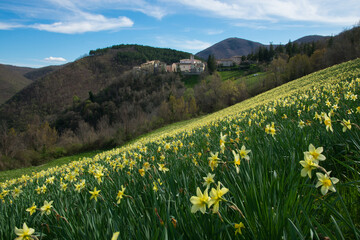 Beautiful view of Poggiodomo in Umbria with the beautiful flowering of Narcisus during spring season, Italy - 779037908