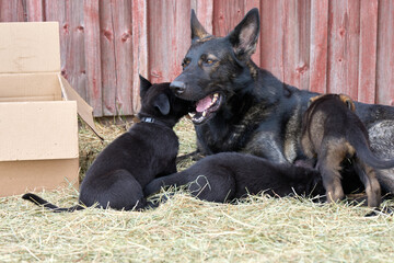 Beautiful German Shepherd puppies captured playing in the garden on a spring day in Skaraborg Sweden