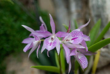 White and purple orchids on green leaves background. Purple Guaria orchid - 779038315