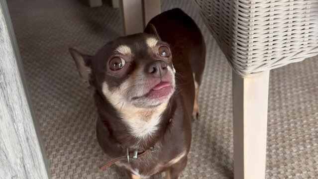 Chihuahua dog licking his lips