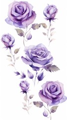 Obraz na płótnie Canvas Violet roses watercolor clipart on white background, defined edges floral flower pattern background with copy space for design text or photo backdrop minimalistic