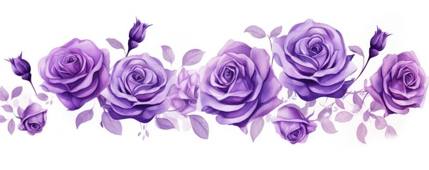 Violet roses watercolor clipart on white background, defined edges floral flower pattern background with copy space for design text or photo backdrop minimalistic - obrazy, fototapety, plakaty