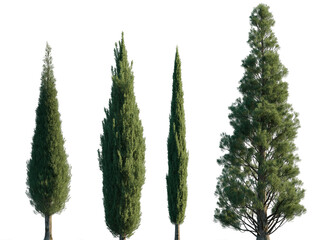 Cupressus sempervirens set mediterranean common cypress (italian, Tuscan, Persian , or pencil pine cypress) frontal isolated png on a transparent background perfectly cutout - obrazy, fototapety, plakaty