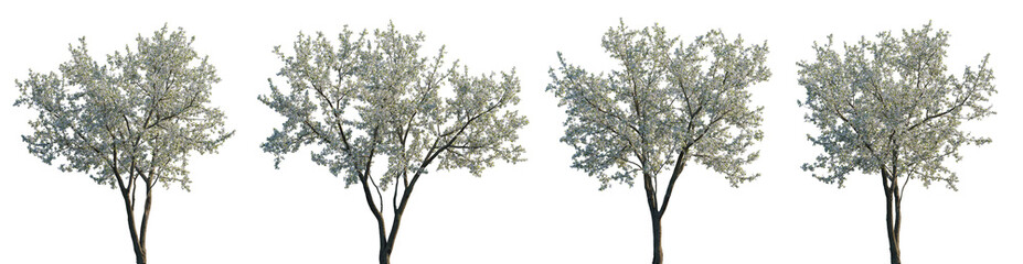 Cherry trees sakura white blossoming frontal set street summer trees medium and small isolated png on a transparent background perfectly cutout (Prunus cerasus, Prunus avium) - obrazy, fototapety, plakaty