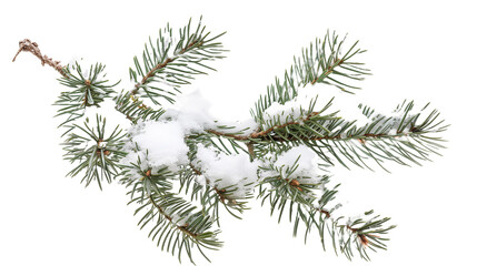 Snow-Laden Pine Branch - Isolated on White Transparent Background, PNG
