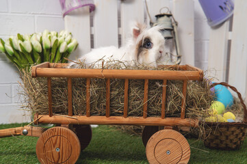 Fluffy rabbit on a cart