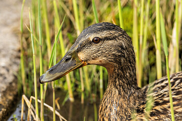 Mallard on a lake in reed grass