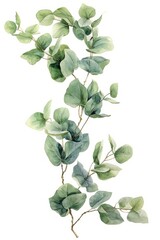 watercolor eucalyptus leaves