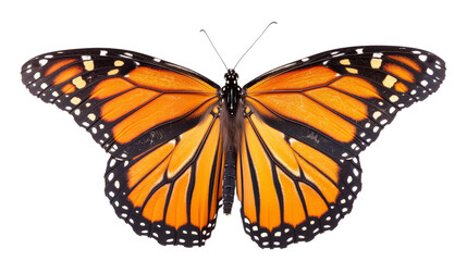 Monarch Butterfly Spread Wings - Isolated on White Transparent Background, PNG
