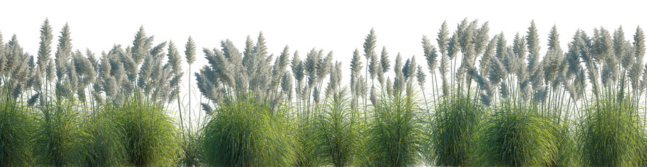 Set of Cortaderia selloana Pumila grass or dwarf pampas grass field set isolated frontal png on a transparent background perfectly cutout high resolution