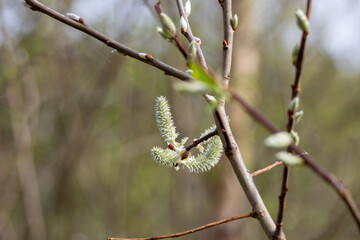 Willow branches with fluffy catkins close-up outdoors.