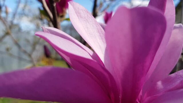 Blooming pink magnolia tree in garden during springtime close up. Natural floral background