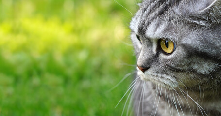 Close-up portrait of a cute and fluffy grey cat sitting on the vibrant green grass, with focus on its sparkling eyes and delicate whiskers, creating a serene and captivating banner background.