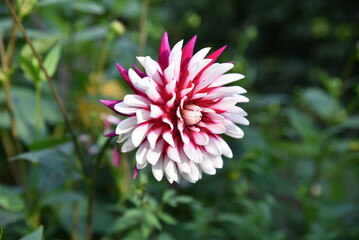 Dahlia violet et blanc au jardin - 779047572