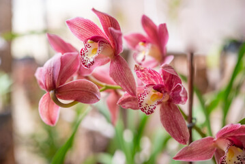Pink Cymbidium Boat Orchid. Warm pink orchid flowers on green leaves background