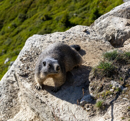 Marmot (marmota marmota) near Aletsch glacier, Switzerland