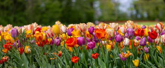 meadow of multicolored tulip flowers, orange, white red, purple, panorama banner