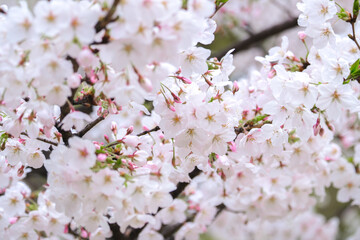 桜2