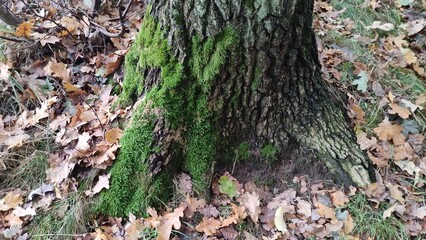 Tree covered with moss in the forest. Close-up