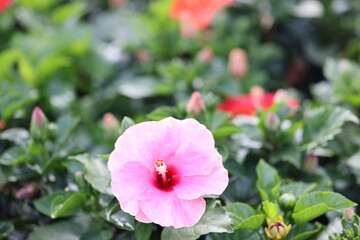 Flowers in a park in Ho Chi Minh City, Vietnam, On march 4, 2024
