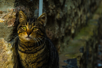 Istanbul, Turkey - March 20 2014: Vigilant Cat in Topkapi Palace