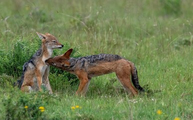 Naklejka na ściany i meble Sharing an intimate moment. A mating pair of black-backed jackal () engaged in grooming one another.