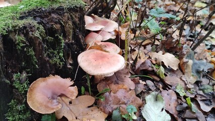 Mushrooms on a stump in the forest in autumn