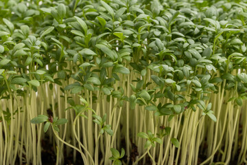 Lush green cress microgreens growing densely with elongated pale stems.